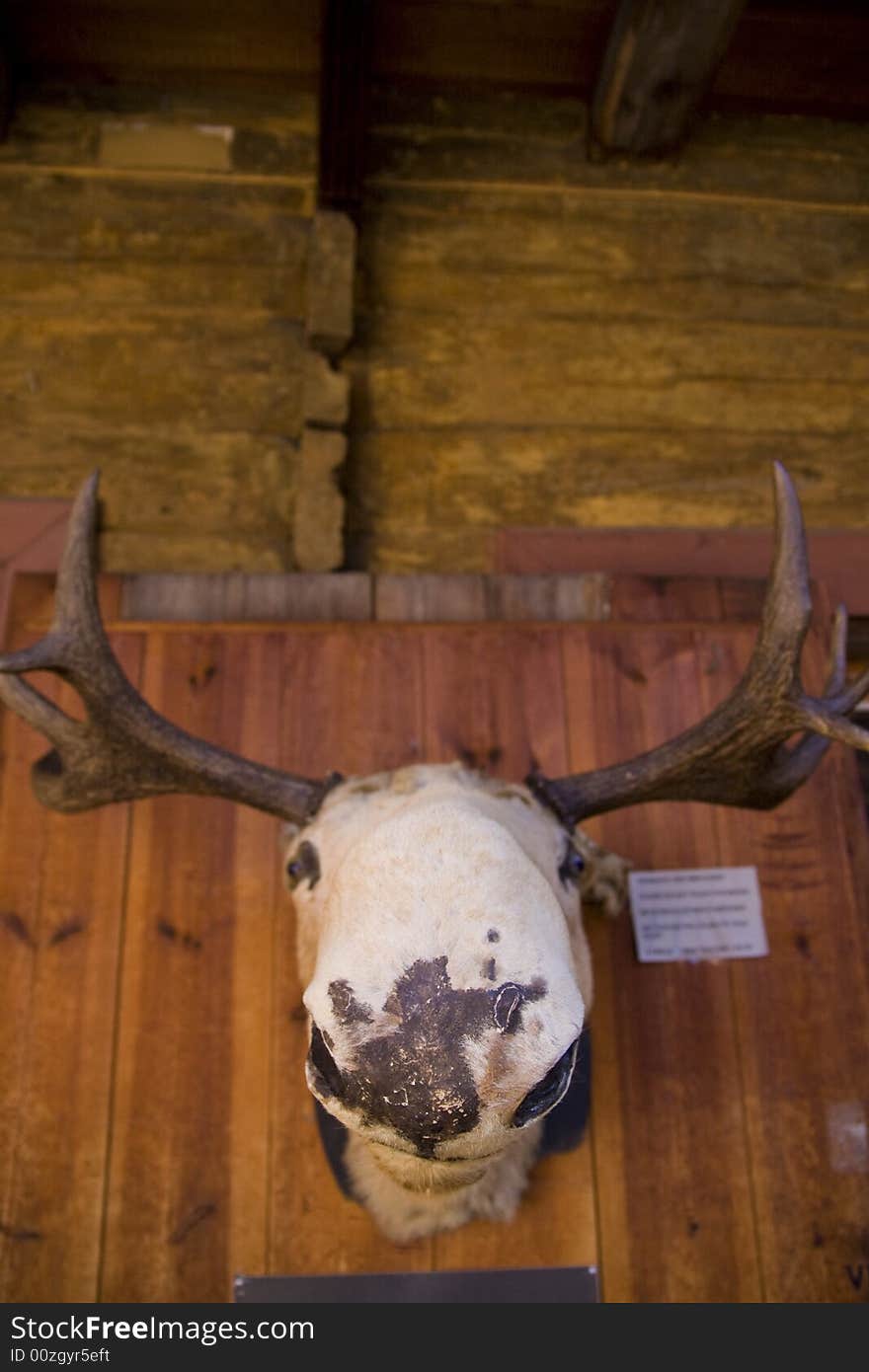 Stuffed moose heading wound on made of wood