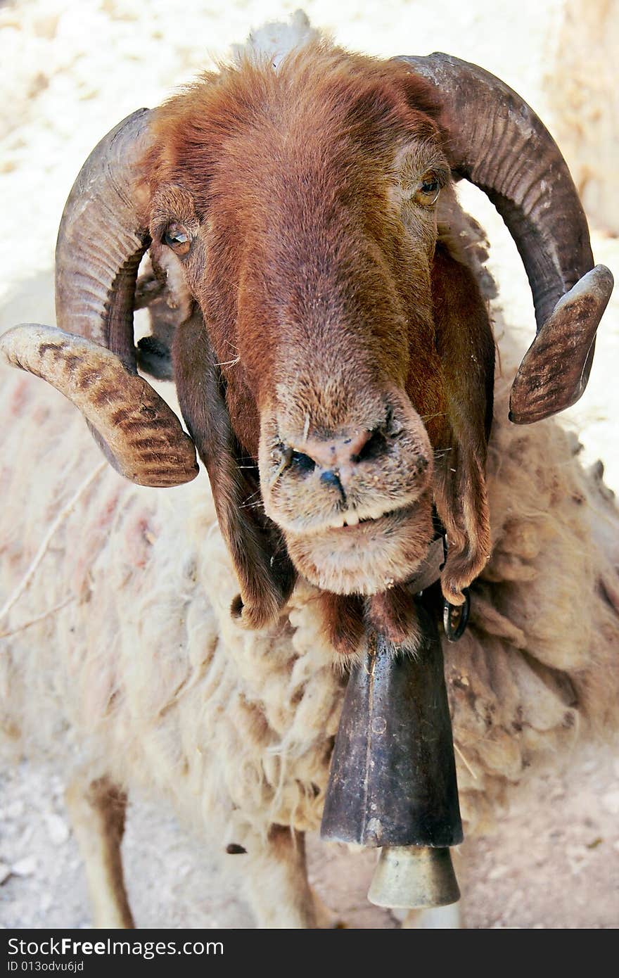 Bighorn sheep