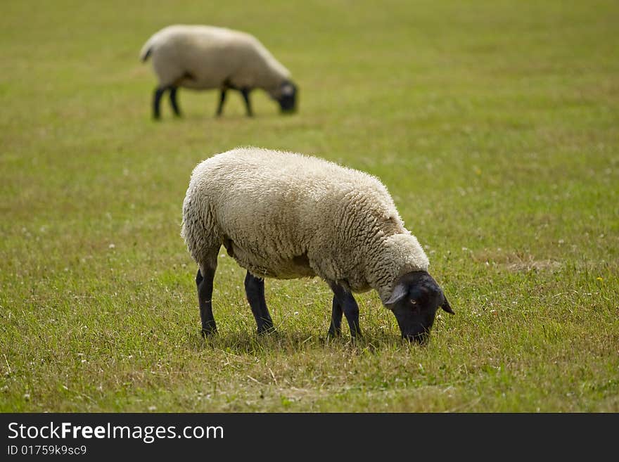 Sheep on a meadow