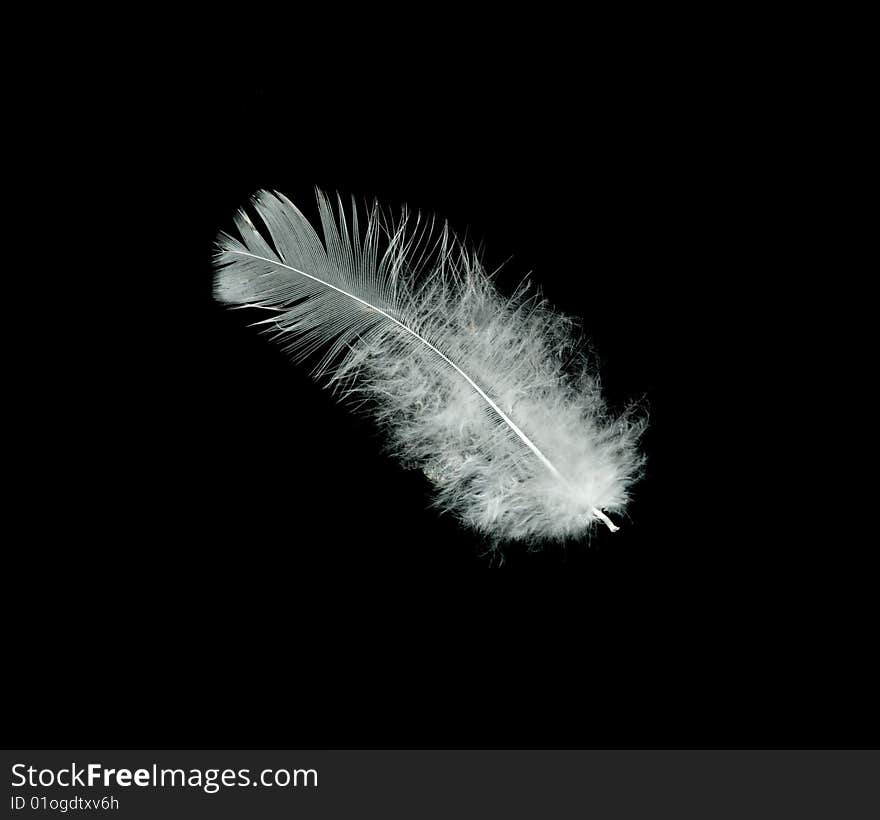 Close up of white feather isolated on black background