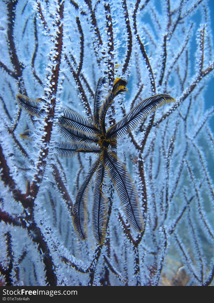 Close up of Feather Star on White whipe Coral. Close up of Feather Star on White whipe Coral