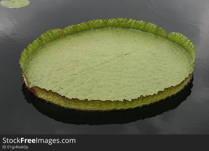 Water-platter in a pond