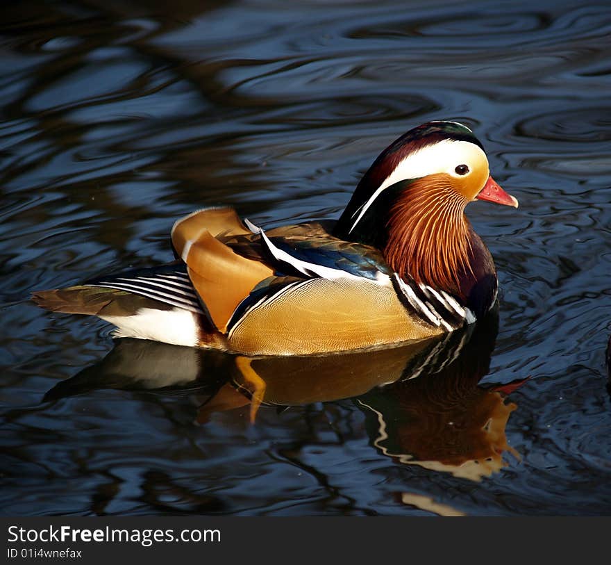 Magnificent feather, mandarin duck, brilliant feather. Magnificent feather, mandarin duck, brilliant feather