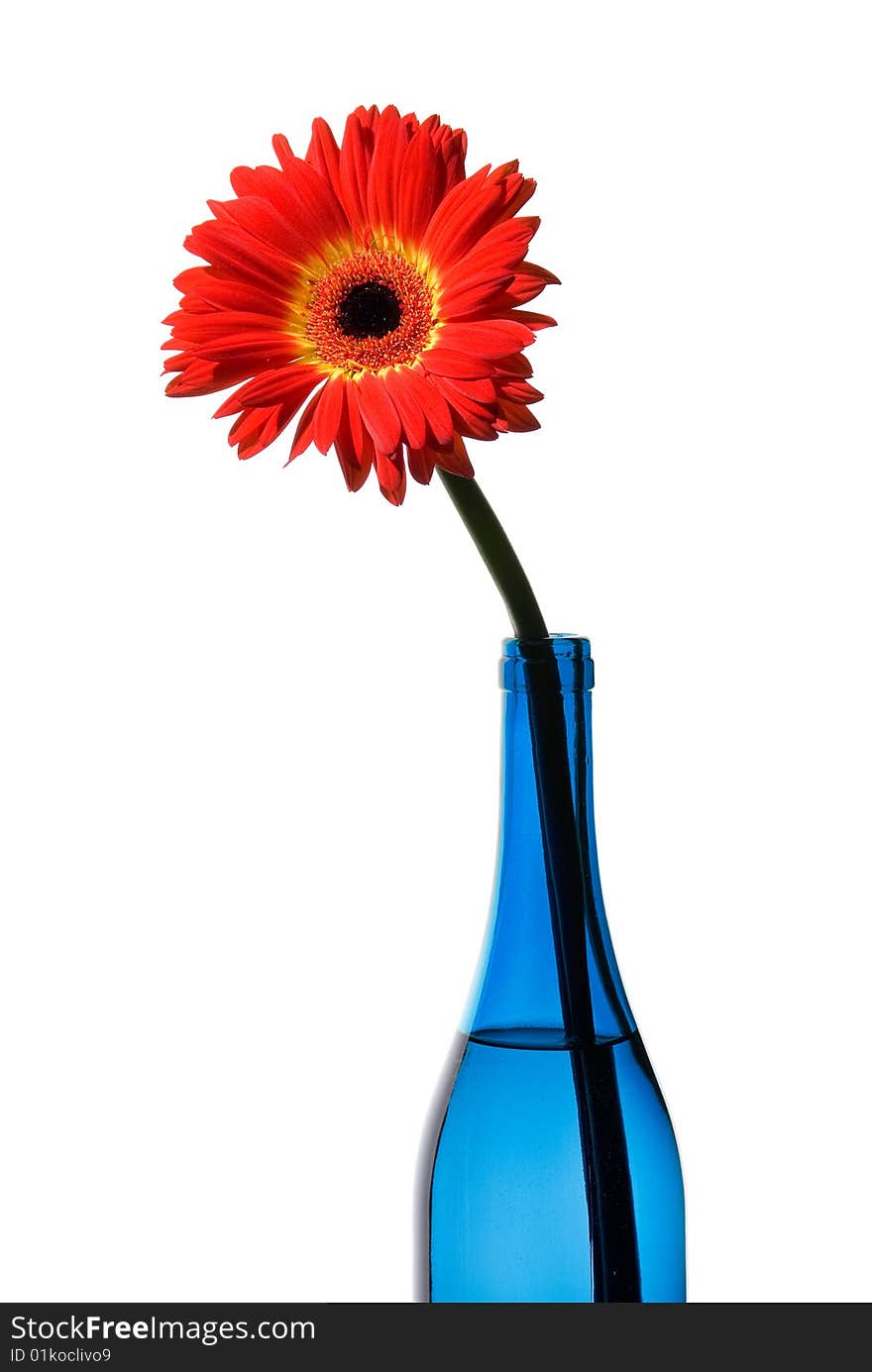 Red flower in blue bottle