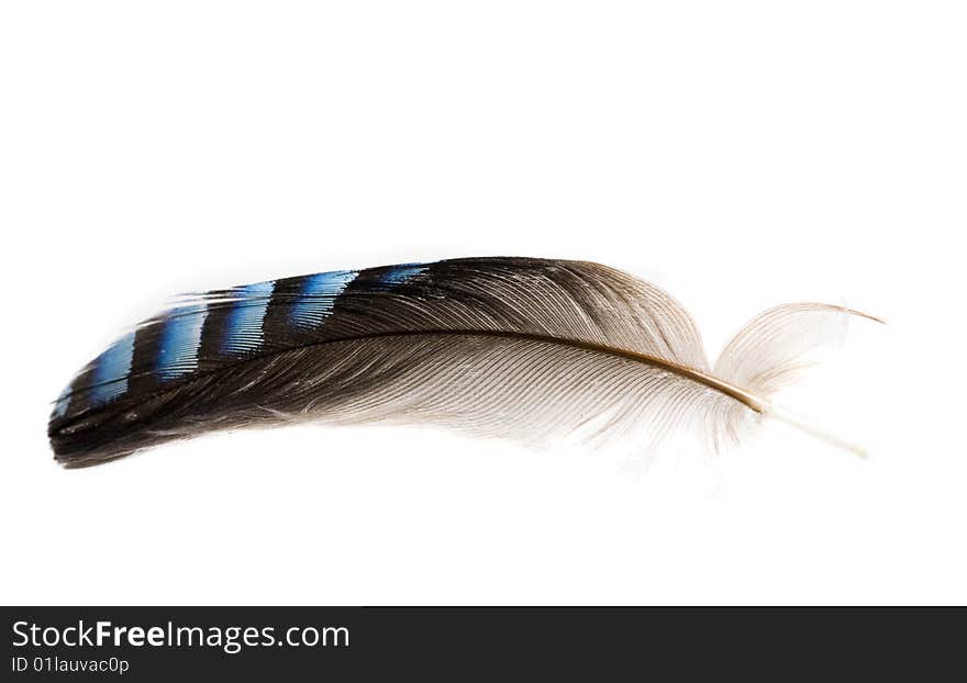 Single feather on white isolated