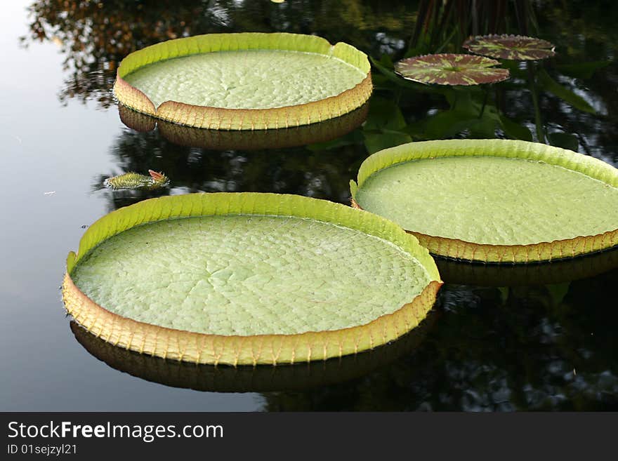 Water-platter in a pond