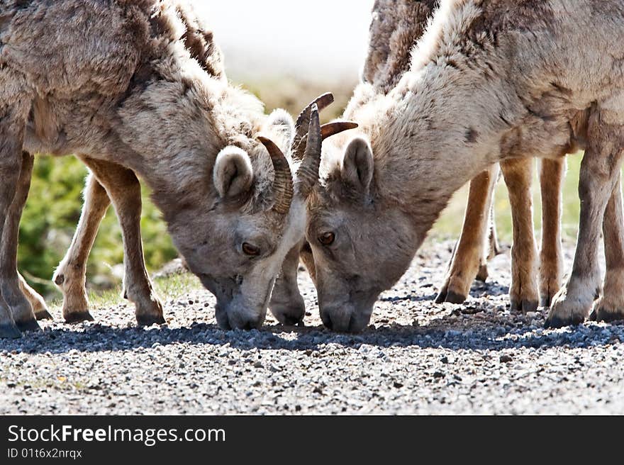 Bighorn Sheep