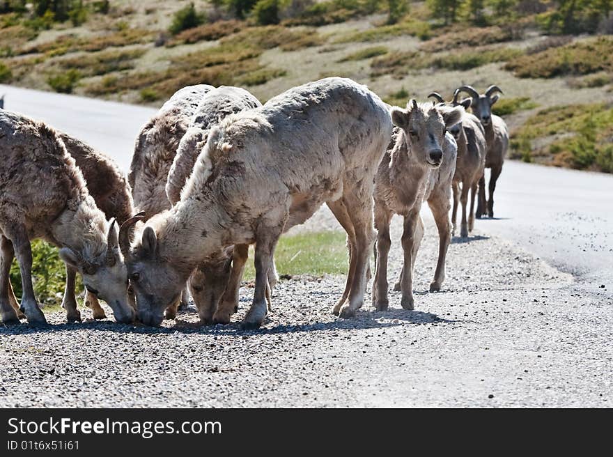 Bighorn Sheep