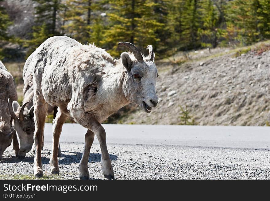 Bighorn Sheep