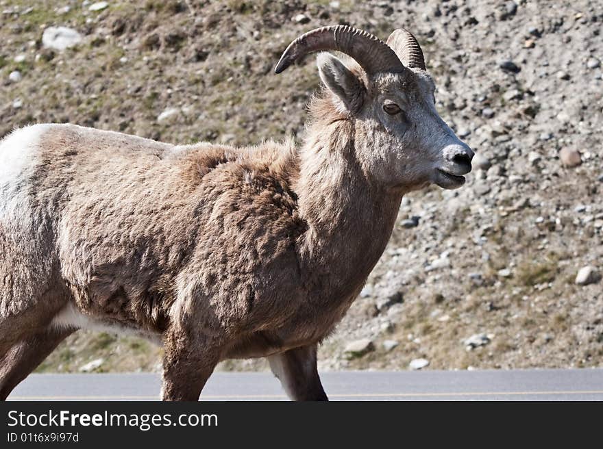 Bighorn Sheep