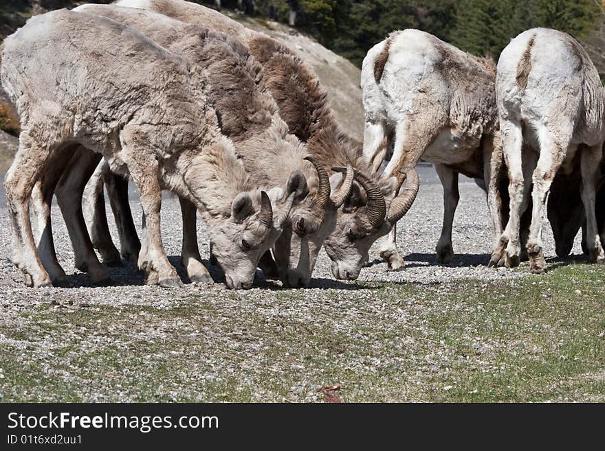 Bighorn Sheep