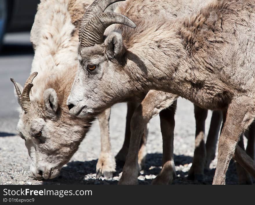 Bighorn Sheep