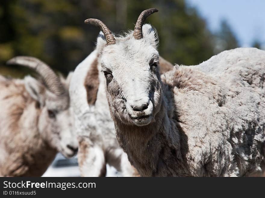 Bighorn Sheep