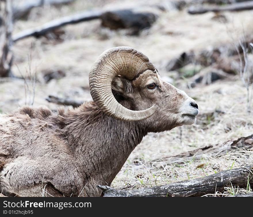 Bighorn Sheep