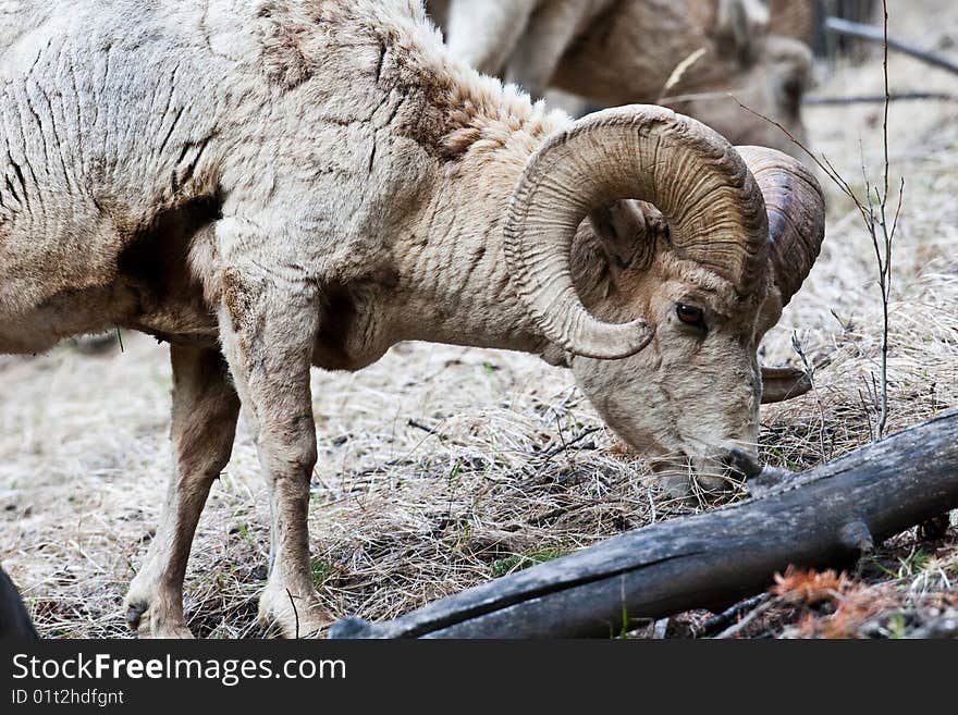 Bighorn Sheep