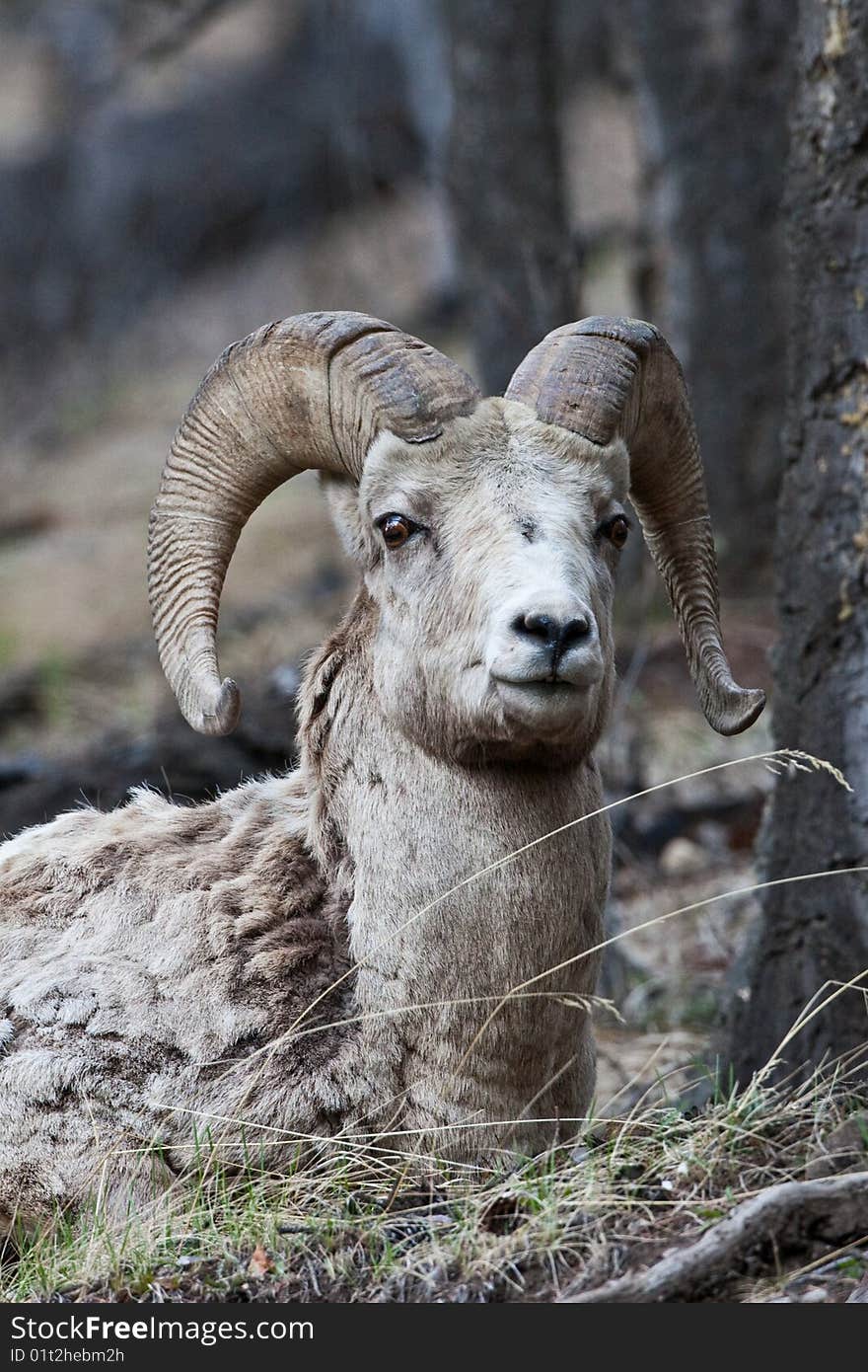 Bighorn Sheep