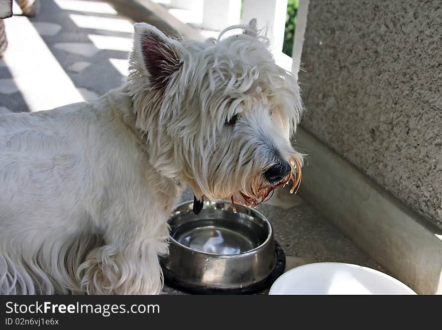 Small Westie dog drinking water. Small Westie dog drinking water