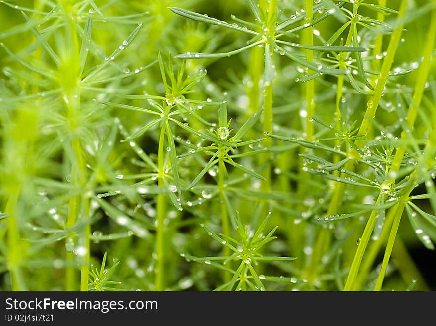 Close up early drew on green plants. Like a beads. Shallow DOF