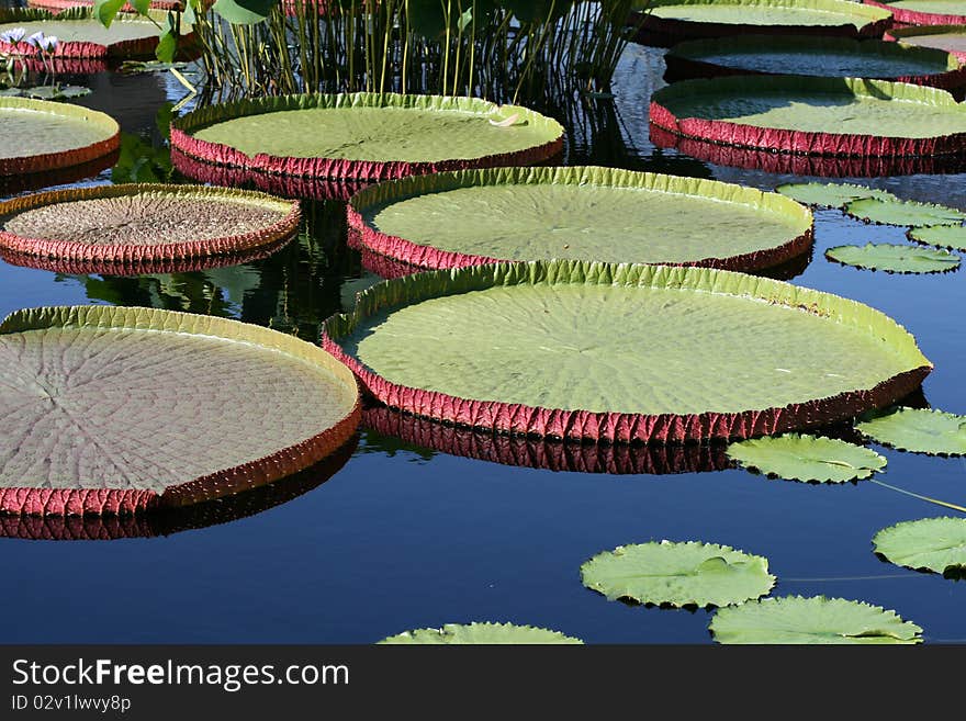 Water-platter leaves in a pond