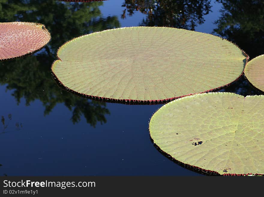 Water-platter leaves in a pond