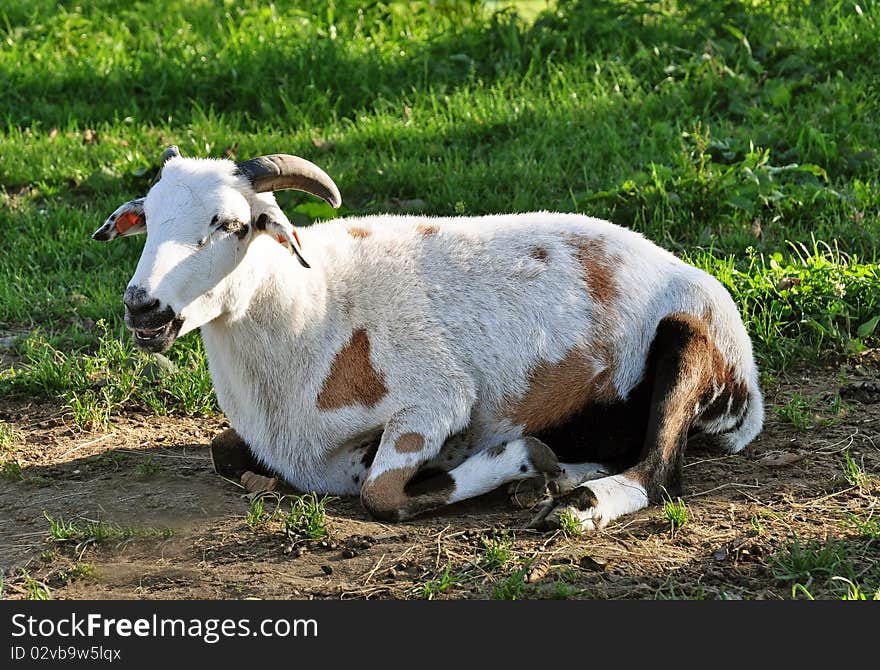 Cameroon sheep