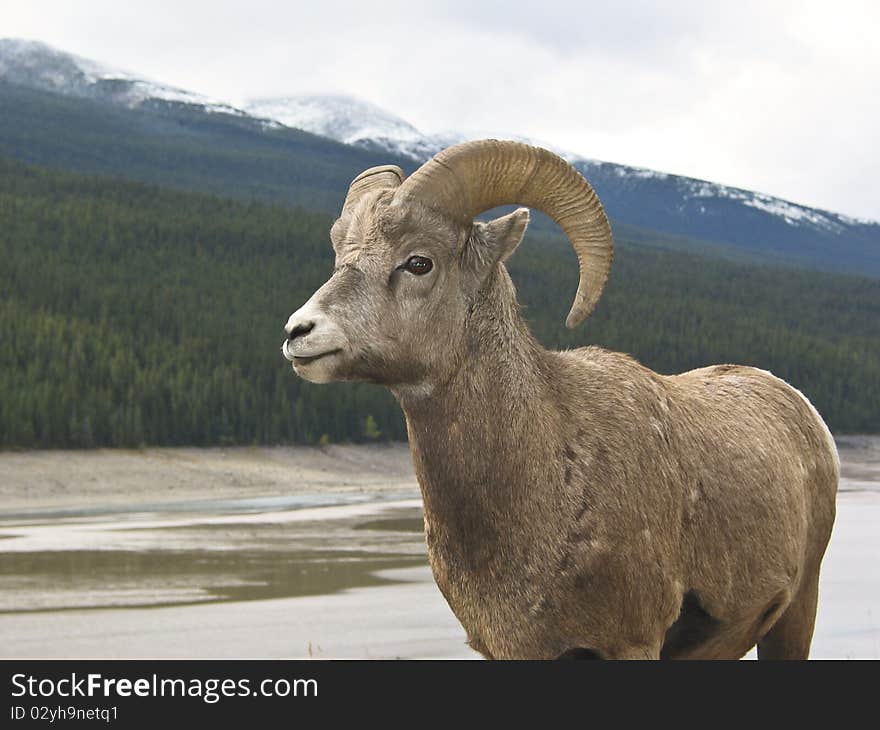 Bighorn Sheep (Ovis canadensis)