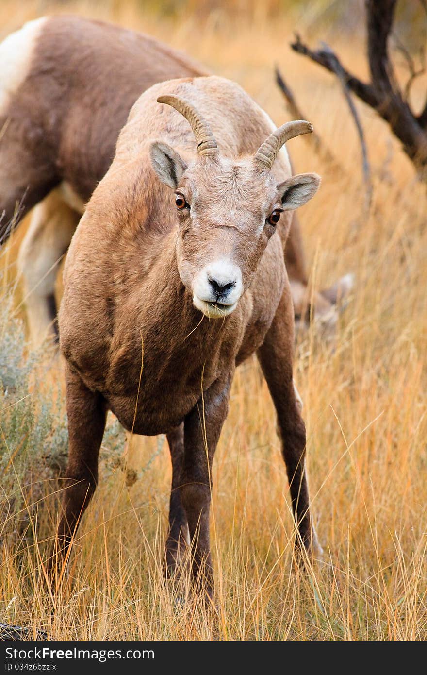 Bighorn Sheep Ewe