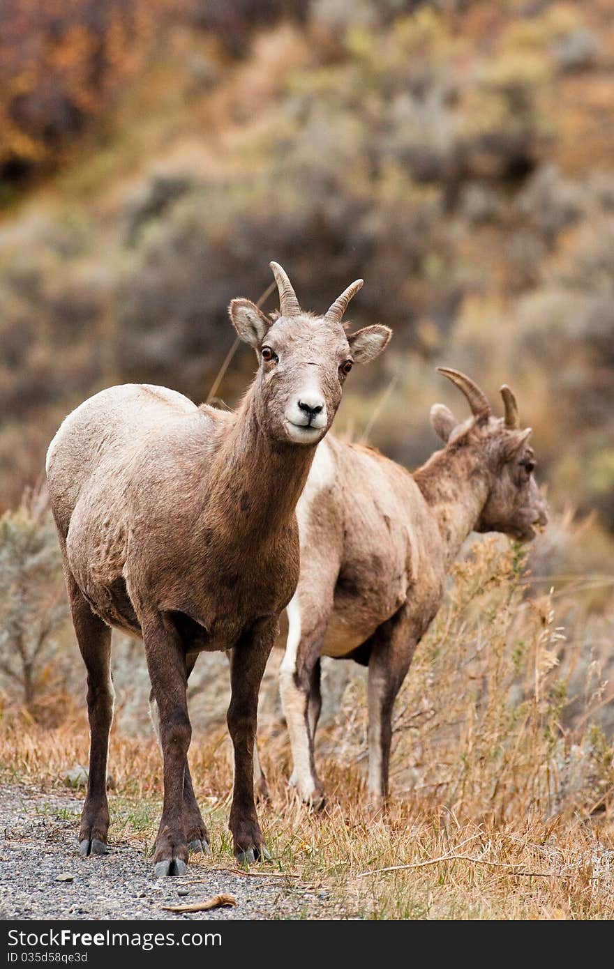 Bighorn Sheep Ewe