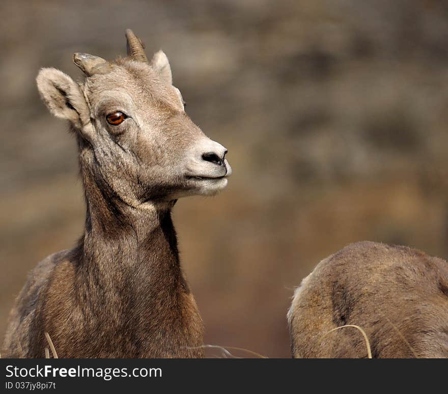 BigHorn Sheep