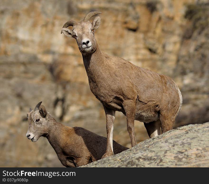 BigHorn Sheep