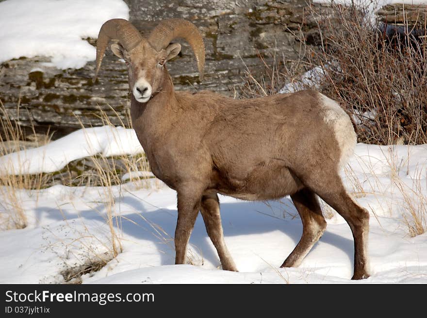 BigHorn Sheep