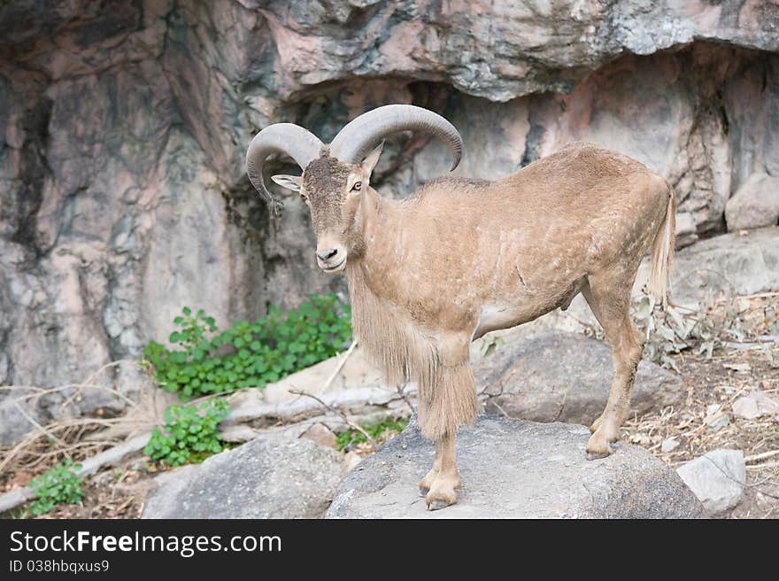 Bighorn Sheep Ram.