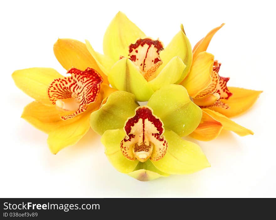 Fine orchids on a white background