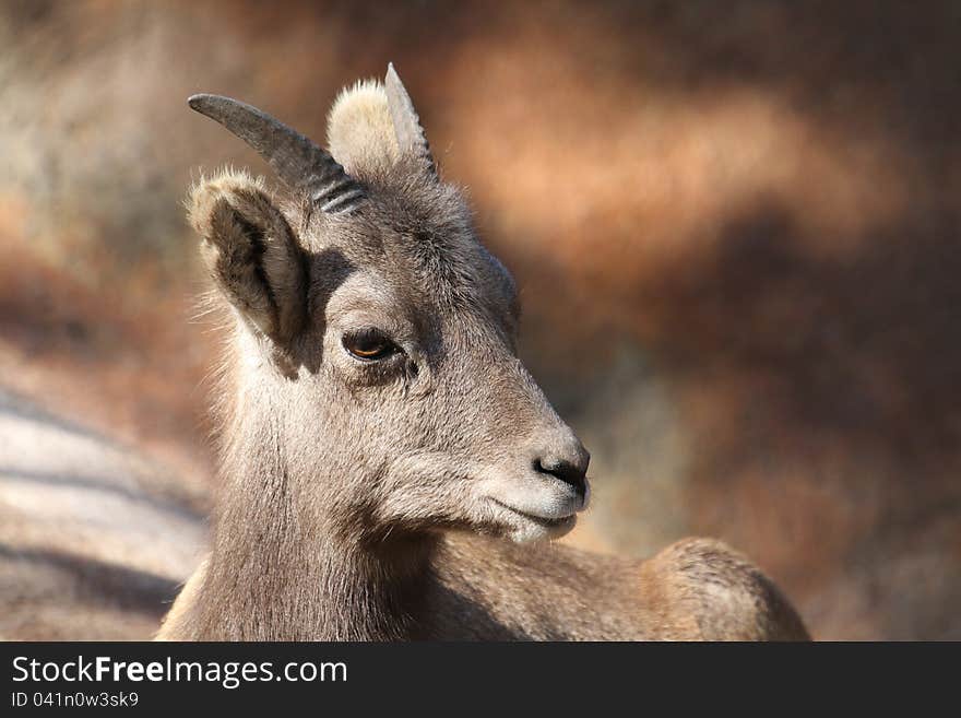 Mountain Sheep