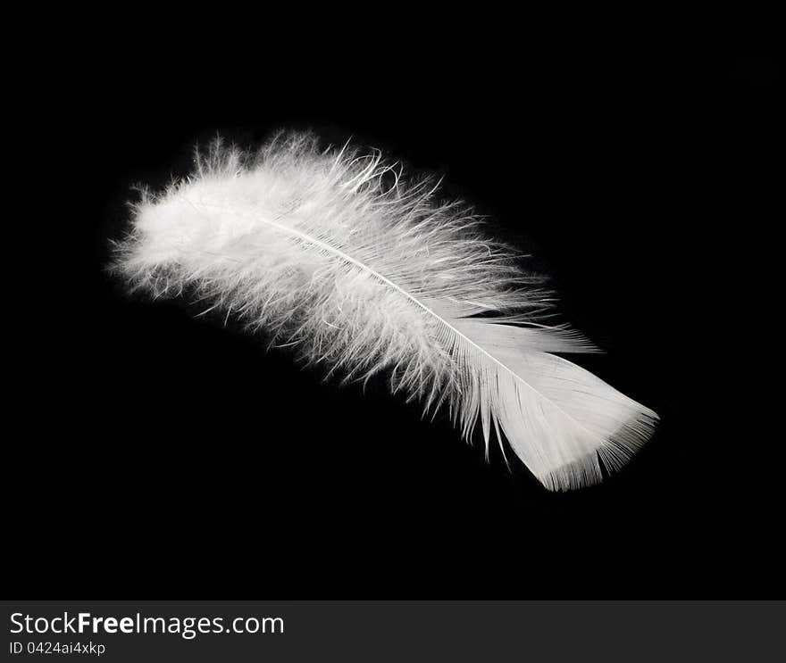 The feather of bird is white on a black background