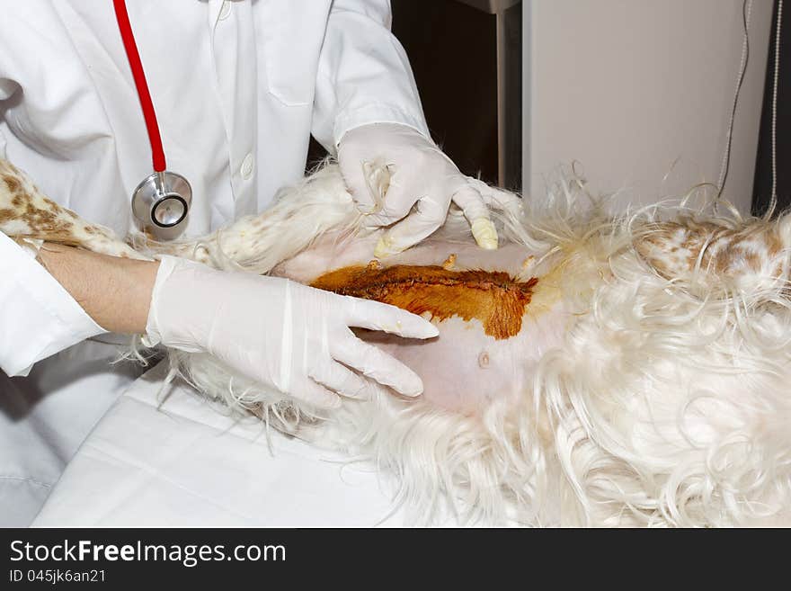 Wound cleansing operation of a dog into the abdomen