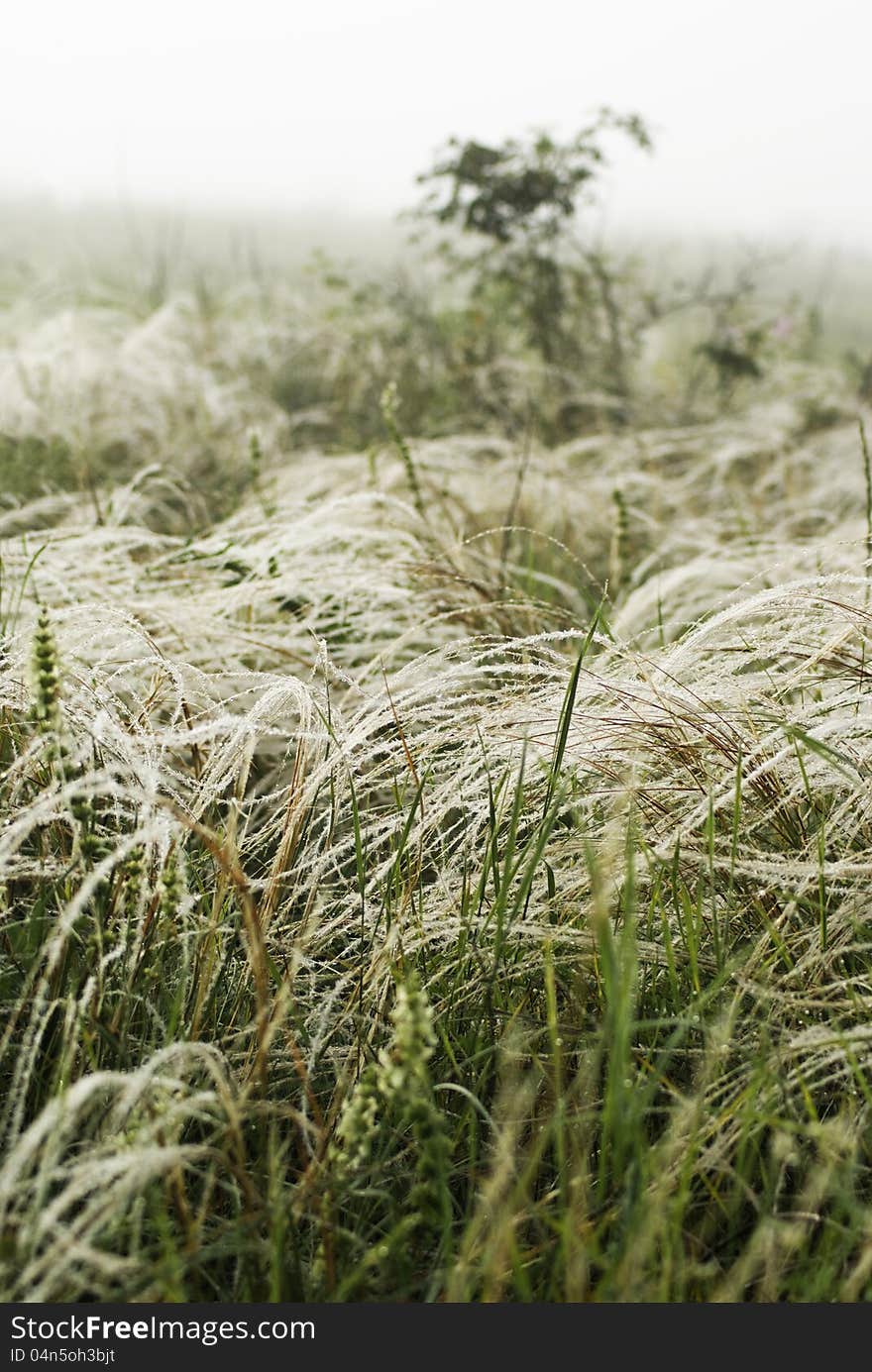 National Park Stone Tombs. Donetsk. Ukraine, Feather grass in the wind against a background of fog. National Park Stone Tombs. Donetsk. Ukraine, Feather grass in the wind against a background of fog