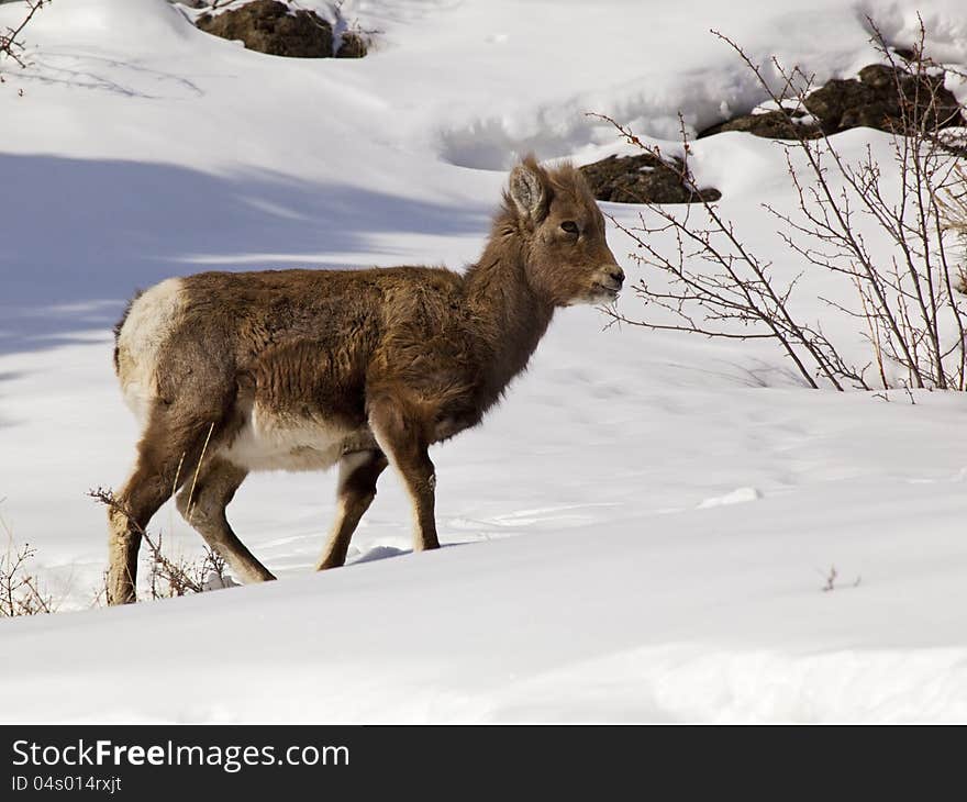 Bighorn Sheep lamb Ovis canadensis