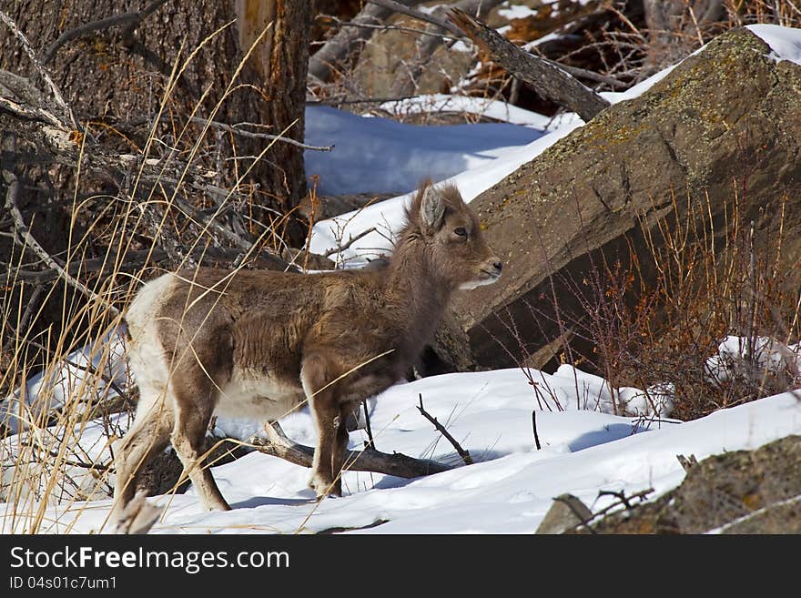 Bighorn Sheep Ovis canadensis