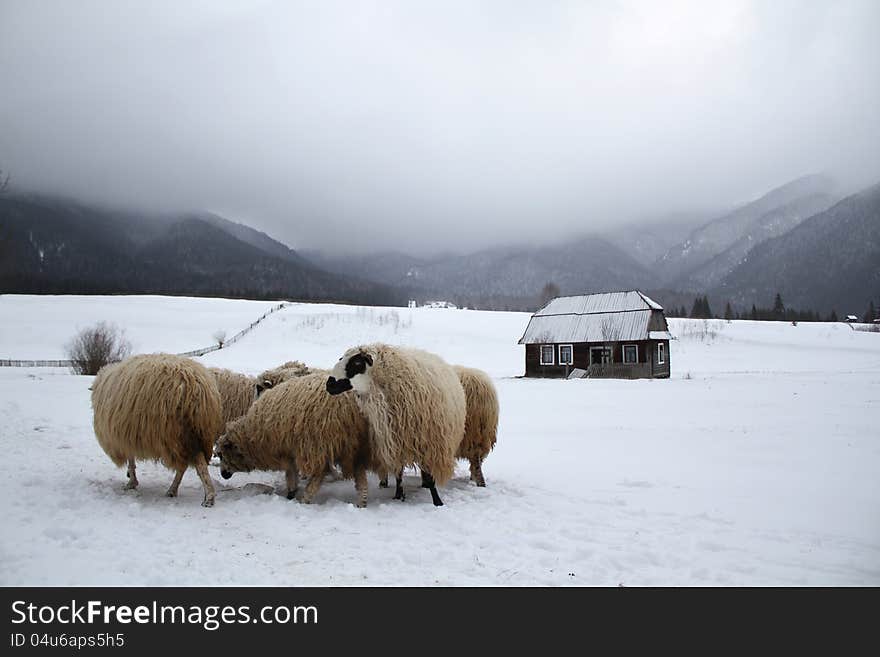 TRANSYLVANIAN SHEEP AND FARMHOUSE