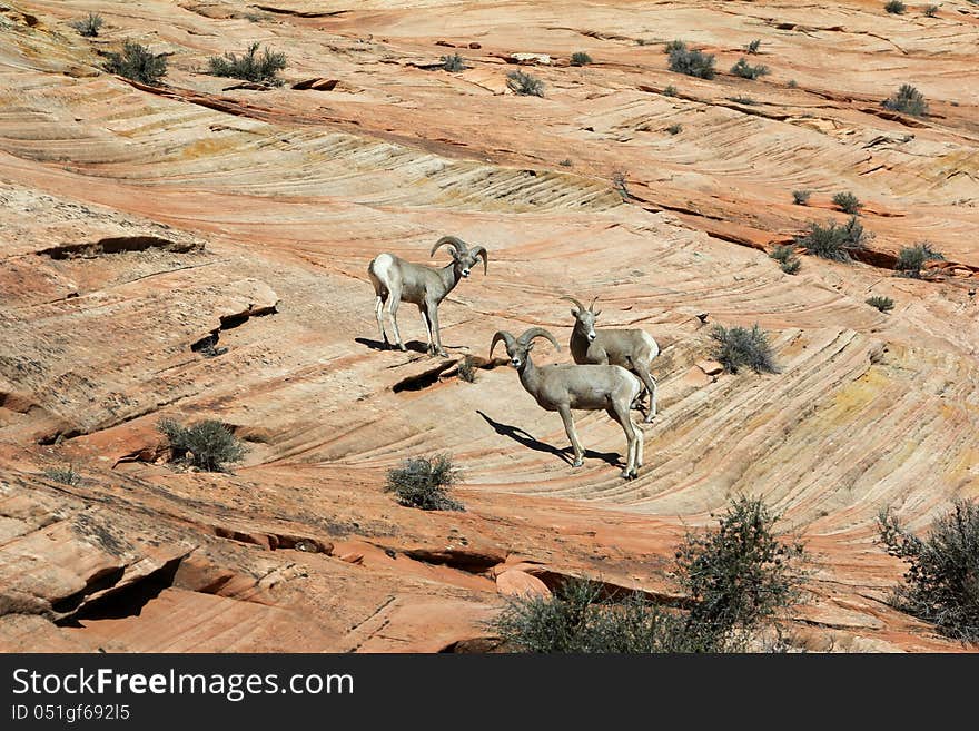 Bighorn Sheep