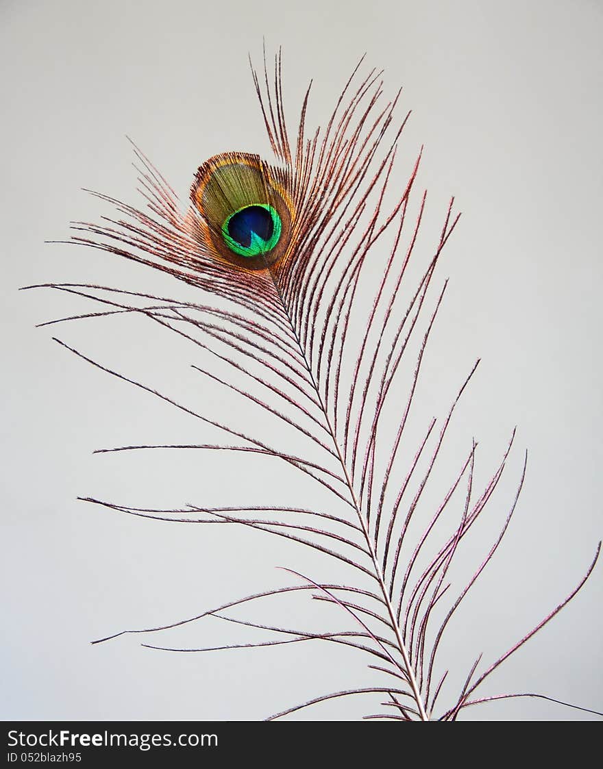 Peacock feather from a natural peacock bird. The beautiful feather is over a light gray background and has iridescent colors such as green, copper and blue. Peacock feather from a natural peacock bird. The beautiful feather is over a light gray background and has iridescent colors such as green, copper and blue.