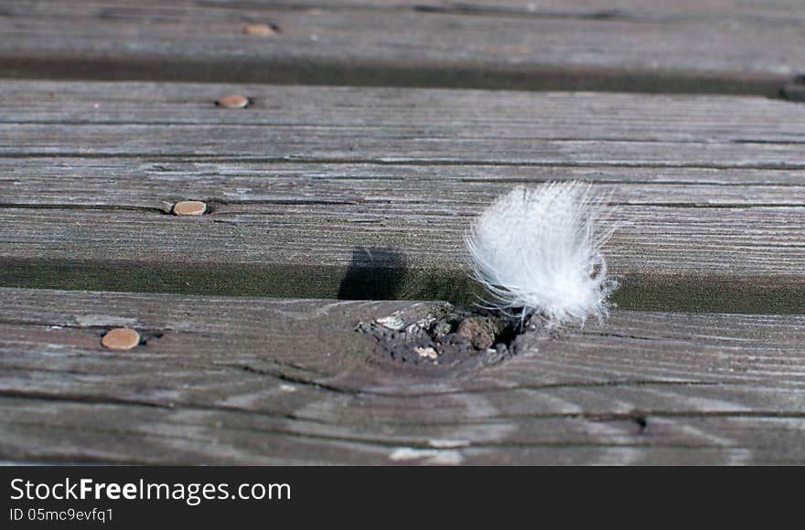 White feather on old rustic wood planks closeup.