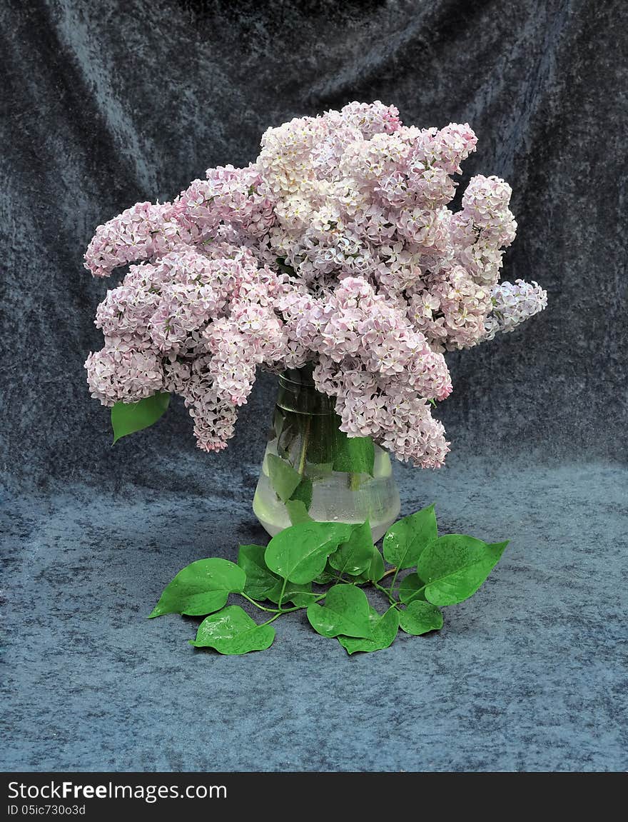 Still life of lilac