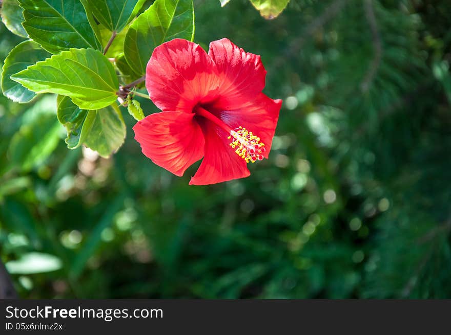 Hibiscus Chinese or Chinese rose