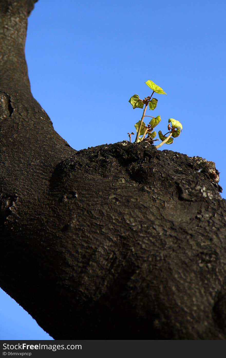 Green leaves emerged from wound of a very old tree with sky as background. It is rare to have green leave emerged from wound of a old trunk. Green leaves emerged from wound of a very old tree with sky as background. It is rare to have green leave emerged from wound of a old trunk.