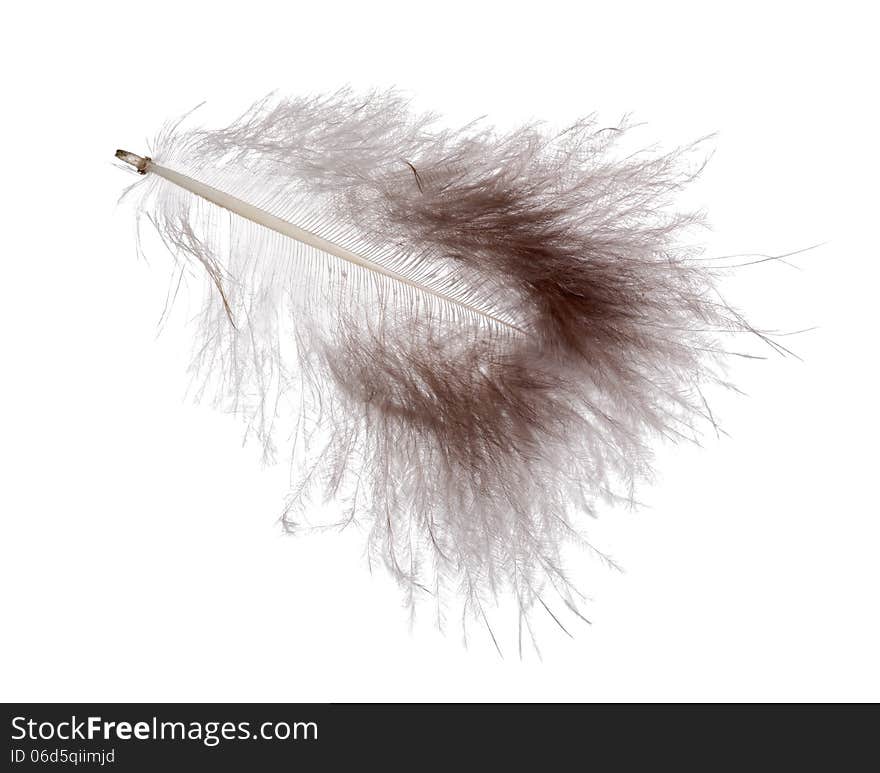 Dark fluffy feather isolated on white background. Dark fluffy feather isolated on white background