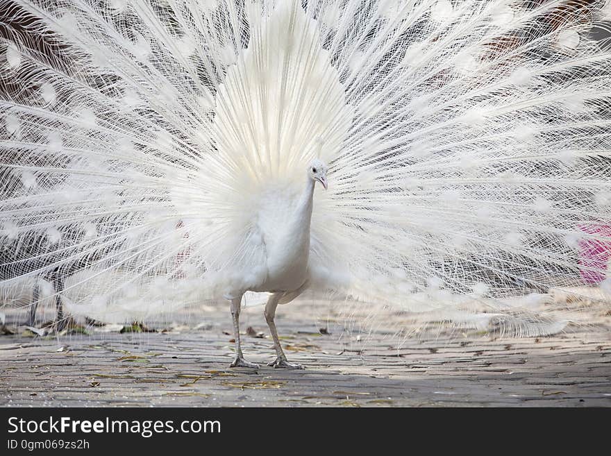 Portrait Of White Peacock During Courtship Display,white peacock shows its tail feather