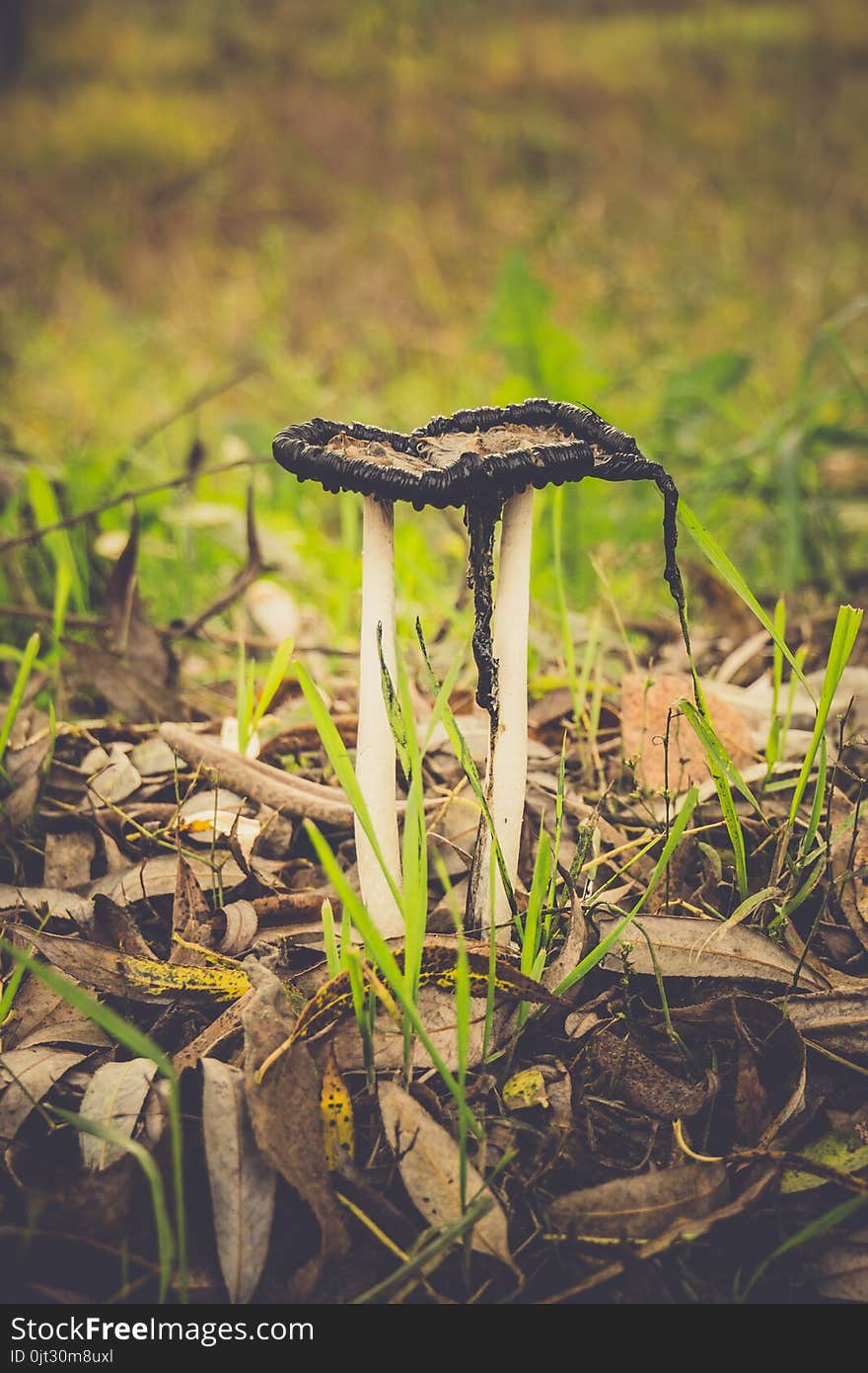 Black and white, inky cap mushrooms near the city road. Black and white, inky cap mushrooms near the city road.