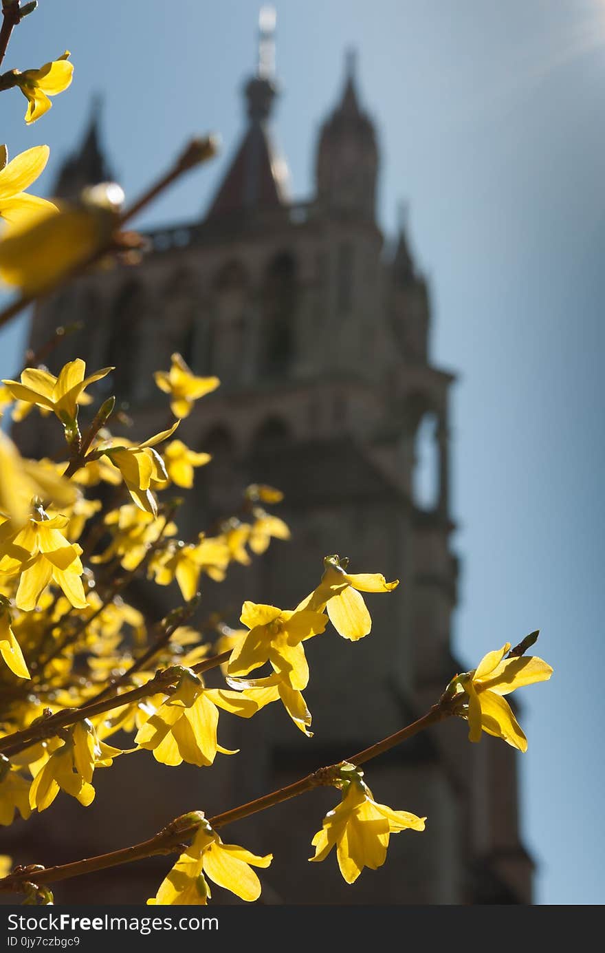 Bright yellow flowering shrup in early spring in fron of a church. Bright yellow flowering shrup in early spring in fron of a church.